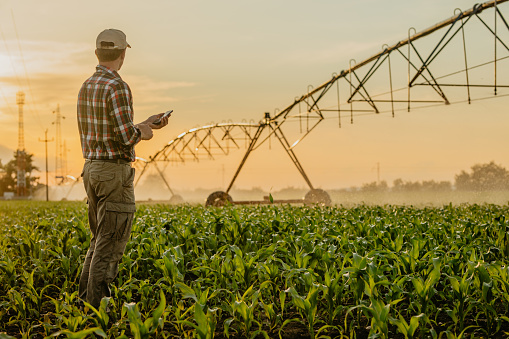 Rear view of man standing on corn field and using mobile phone Rear view of man standing on corn field and using mobile phone